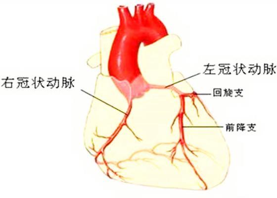 全球冠狀病毒最新動態，疫情進展與防控策略調整最新消息