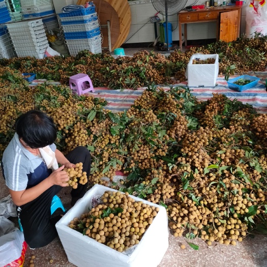 廣東龍眼最新價格揭秘，市場分析與趨勢預測